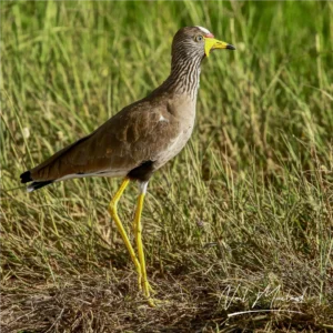 African Wattled Lapwing