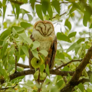 Western Barn Owl