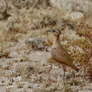 Burchell's Courser