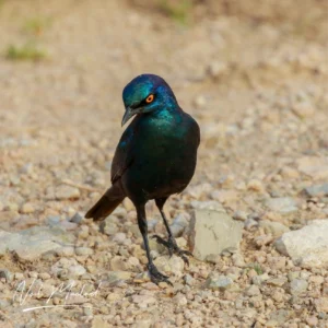 Cape Glossy Starling