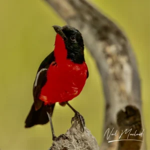 Crimson Breasted Shrike