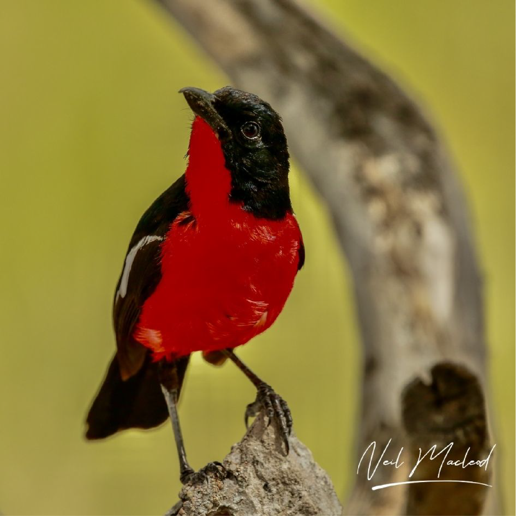 Crimson Breasted Shrike