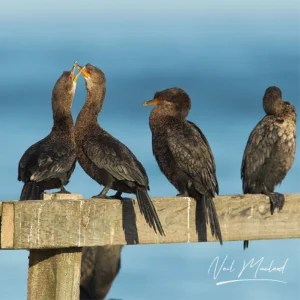 Crowned Cormorant