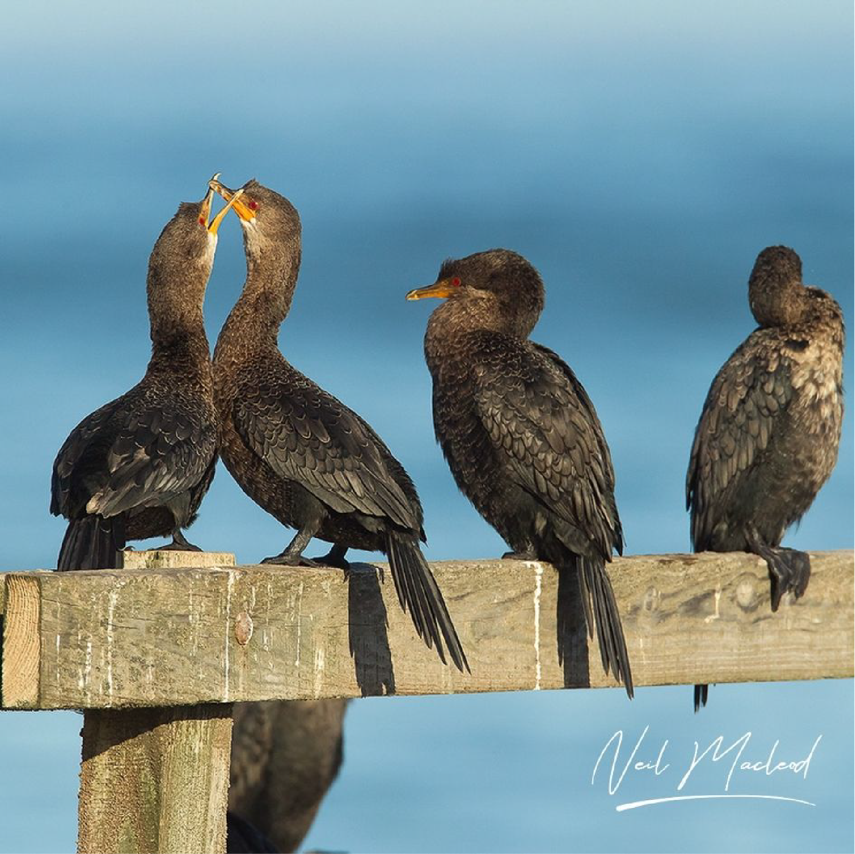Crowned Cormorant
