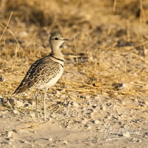 Double-banded Courser