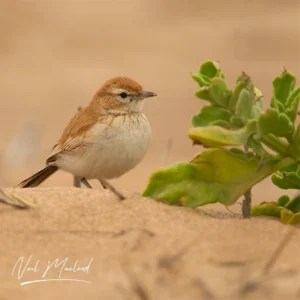 Dune Lark