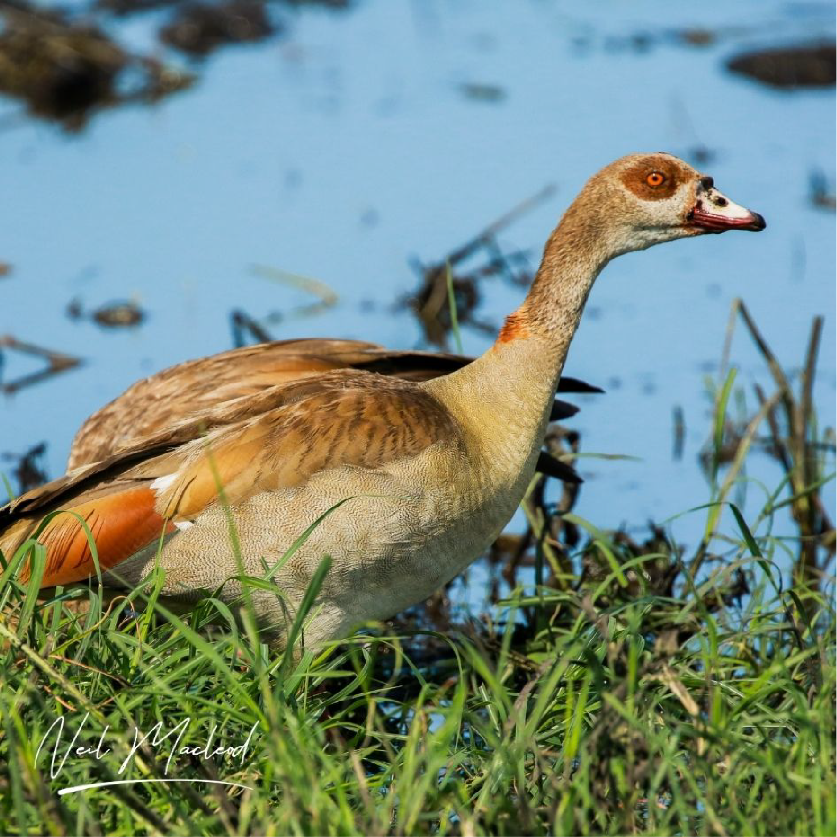 Egyptian Goose