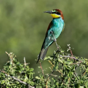 European Bee-eater