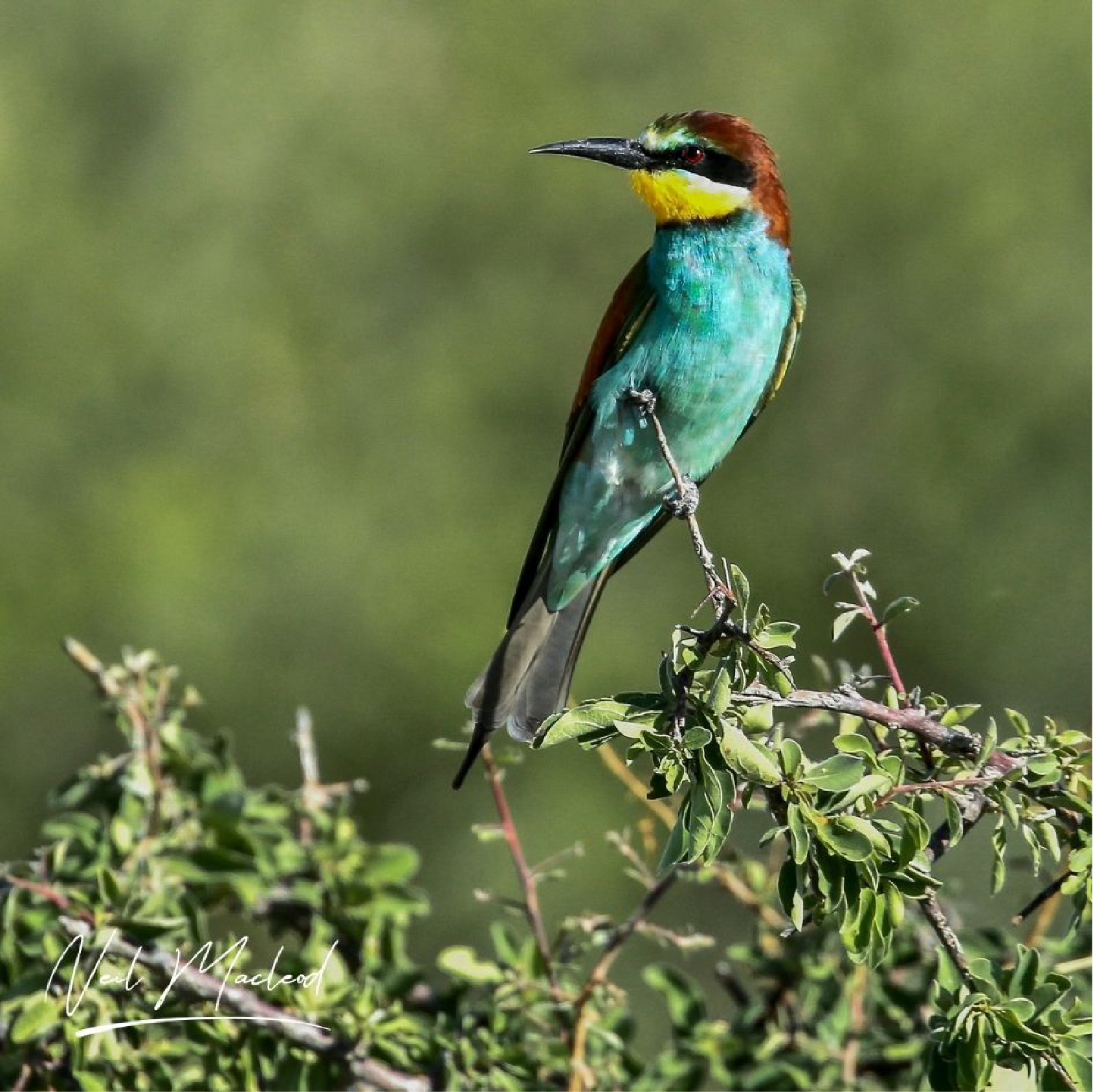 European Bee-eater