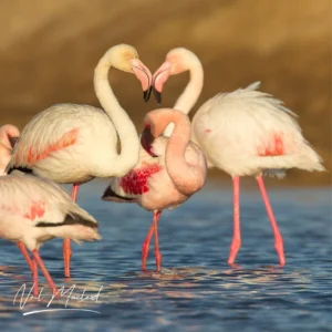 Greater Flamingo