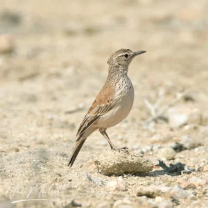 Karoo Long-billed Lark