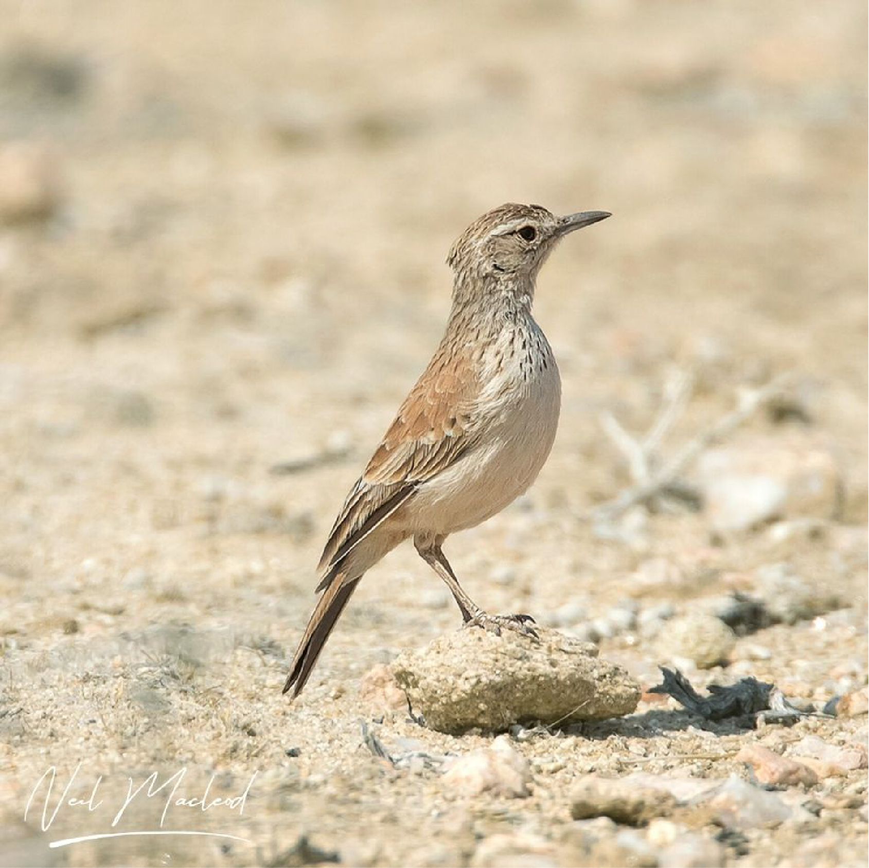 Karoo Long-billed Lark