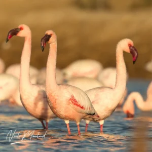 Lesser Flamingo
