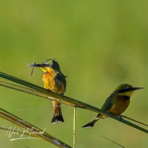 Little Bee-eater