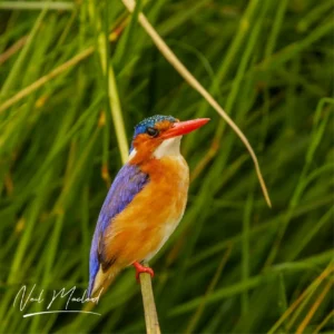 Malachite Kingfisher
