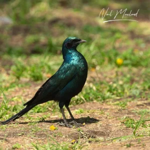 Meves's Starling