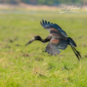 African Openbill