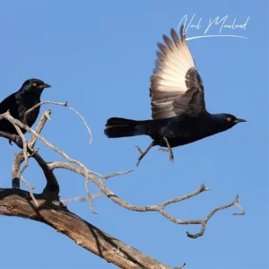 Pale-Winged Starling