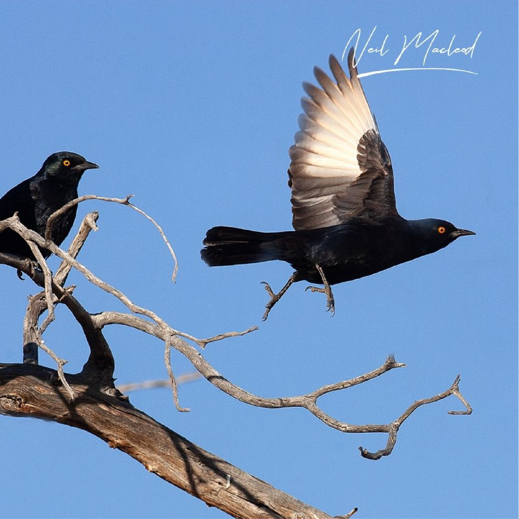 Pale-Winged Starling