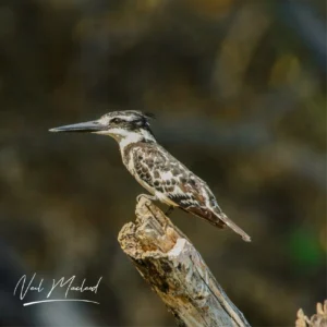 Pied Kingfisher