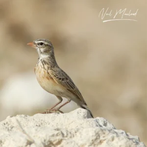 Pink-billed Lark