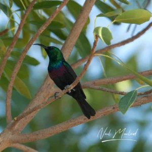 Purple-banded Sunbird