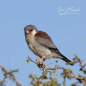 Pygmy Falcon