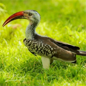 Southern Red-billed Hornbill