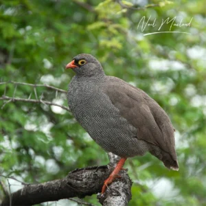 Red-billed Spurfowl