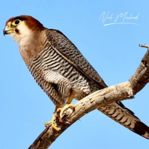 Red-necked Falcon