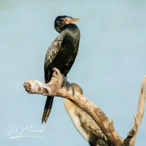 Reed Cormorant