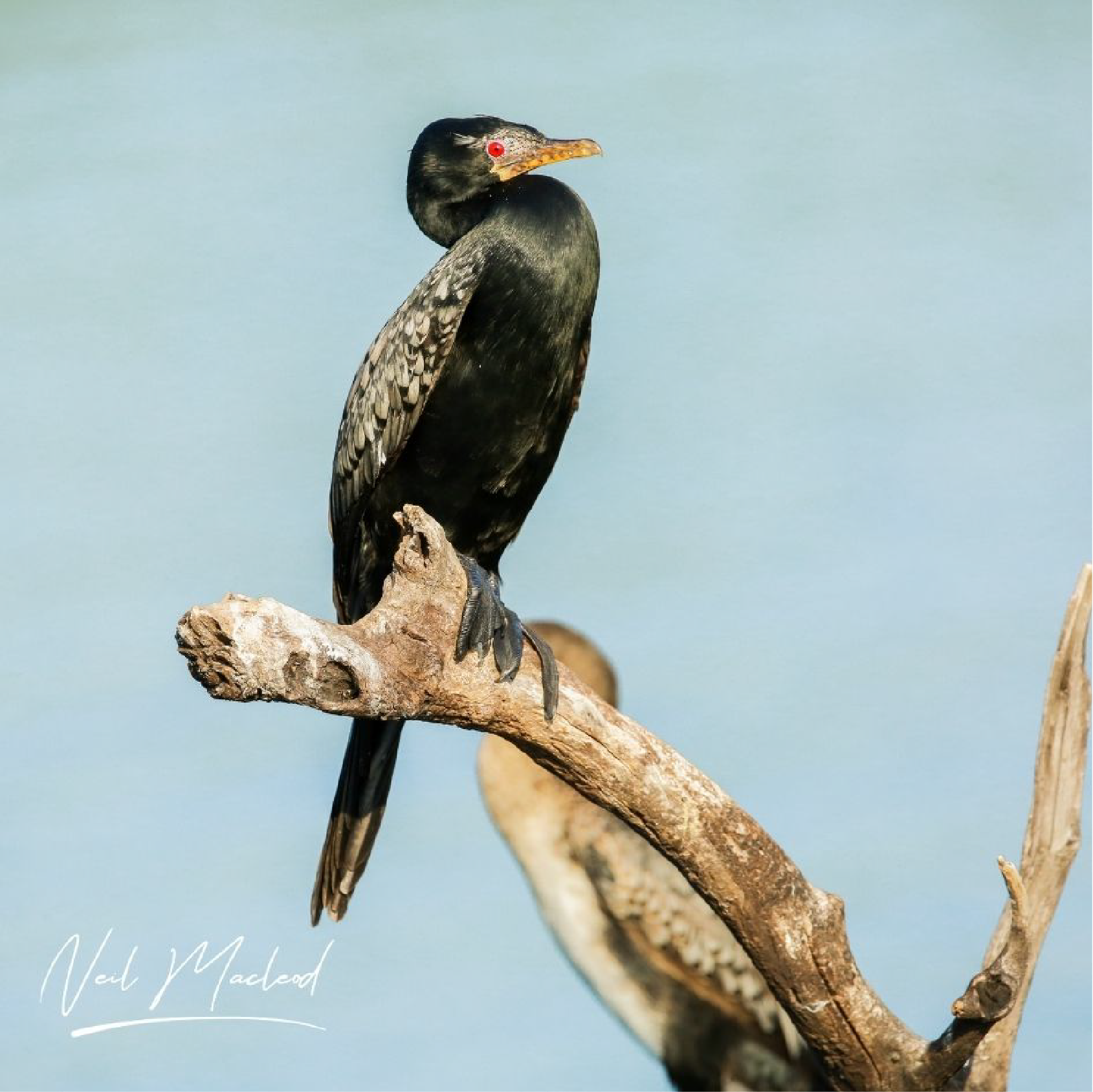 Reed Cormorant