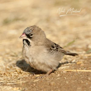 Scaly-feathered Weaver