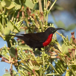 Scarlet-chested Sunbird