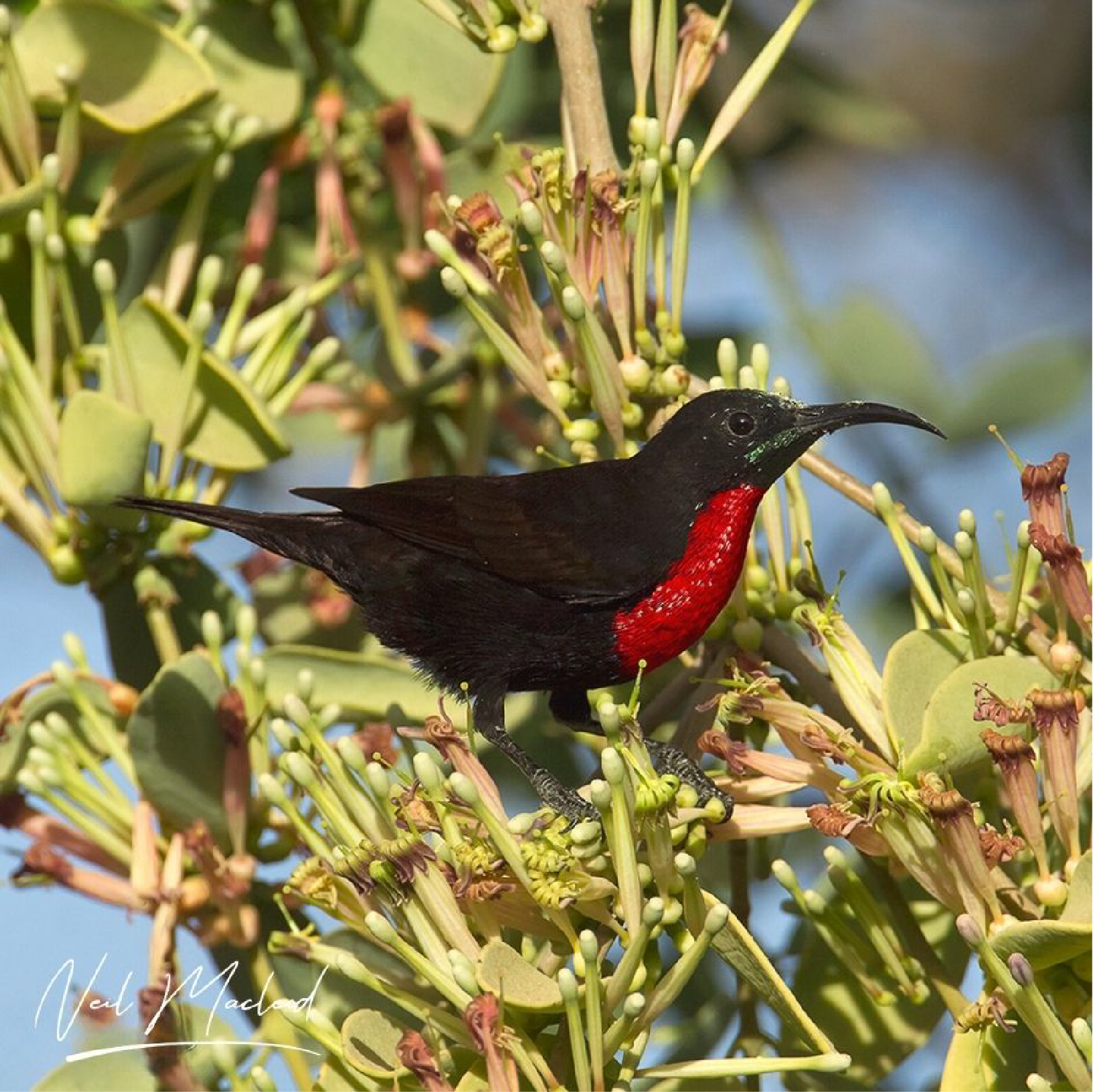 Scarlet-chested Sunbird