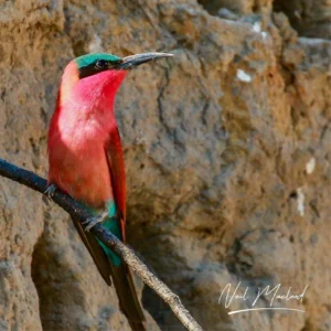 Southern Carmine Bee-eater