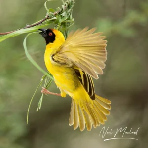 Southern Masked Weaver