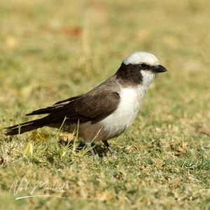 Southern White-crowned Shrike