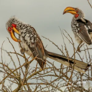 Southern Yellow-billed Hornbill