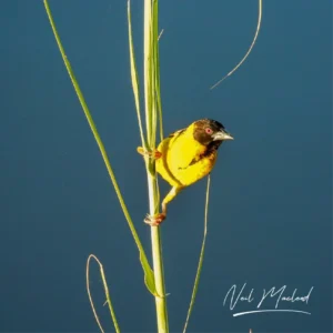 Village Weaver