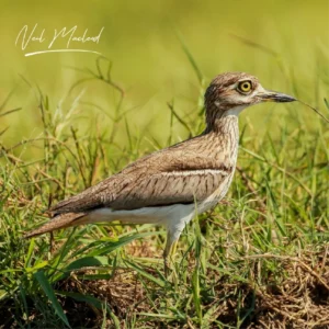 Water Thick-knee