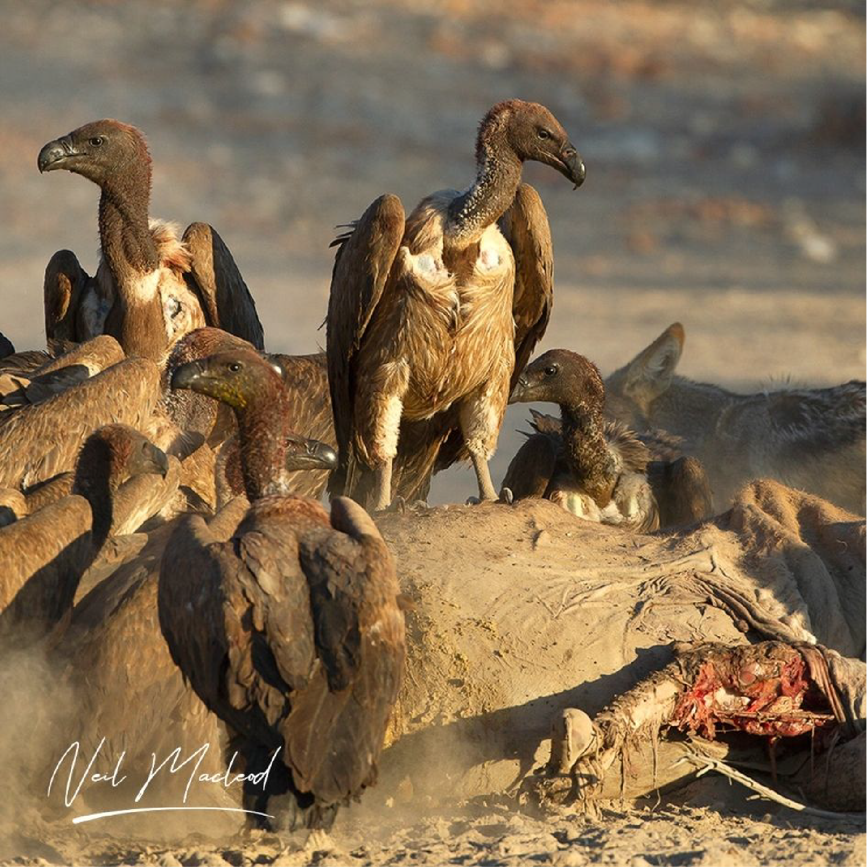 White-backed Vulture