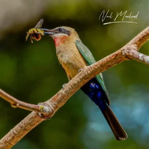 White-fronted Bee-eater