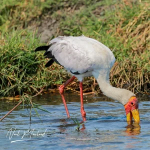 Yellow-billed Stork